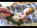 Handfeeding baby Sun Conure