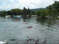 Dragonboat Experience 2008, Rolle