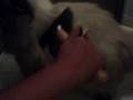 Gatil Le Saphir Bleu - Banho de gato, parte 03