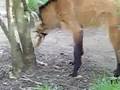 Maned-Wolf-Devours-S