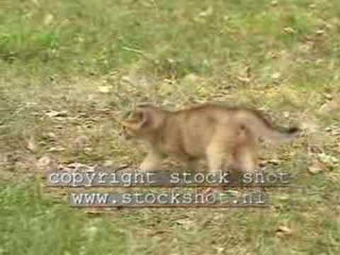 abyssinian