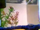 Fish Madness Fish Madness