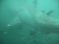 Megamouth Shark