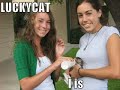 funny cats