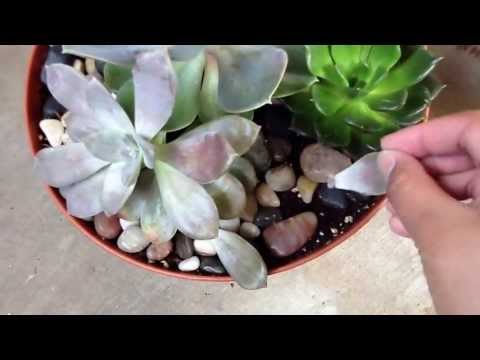 how to care echeveria
