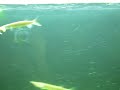 rocket garfish rocket garfish
