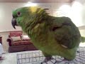 BIG YELLOW NAPE Singing BIG YELLOW NAPE Singing