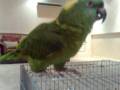 videos de BIG YELLOW NAPE Singing