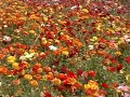 Ranunculus Flower Show (Carlsbad, CA)