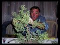 Creaci�n de Bonsai