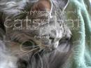 ASPCA- Mission Orange
