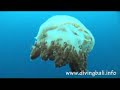 Diving Bali - Nusa Penida Part 2 Diving Bali - Nusa Penida Part 2