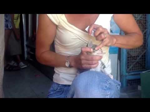 how to treat fcv