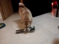 柴犬動画