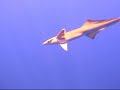 dive on the proteus