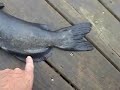 Channel Catfish 5lb catawba / catalpa worm