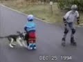 Funniest Pets Compilation