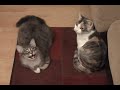 Talking Cats