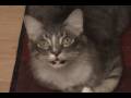 Talking Cats
