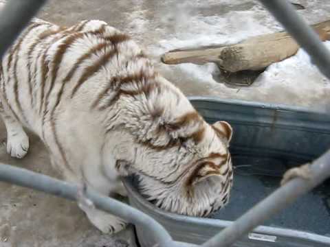 tiger liger
