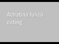 Achatina fulica eating lettuce