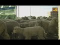 la rebelion de los borregos