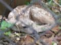 Rescuing baby deer with angry mother close by