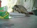 cagadas con webcam