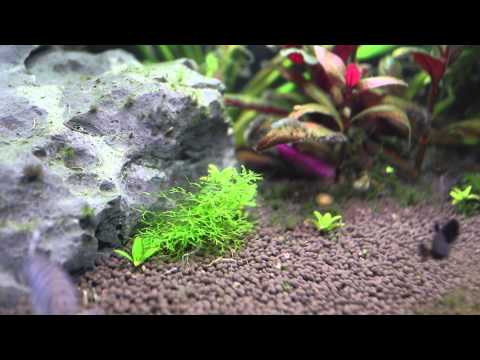 how to eliminate aquarium snails