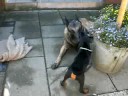 Russkaja Mechta I-litter puppies
