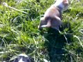 Month Old Puppies 2