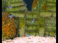 Видео - Аквариум - Аквариумные рыбки - Неон Красный