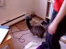 Mattaea the amazing cat.