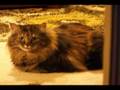 Fluffy - No No No