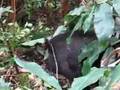 holualoa pig huntaz