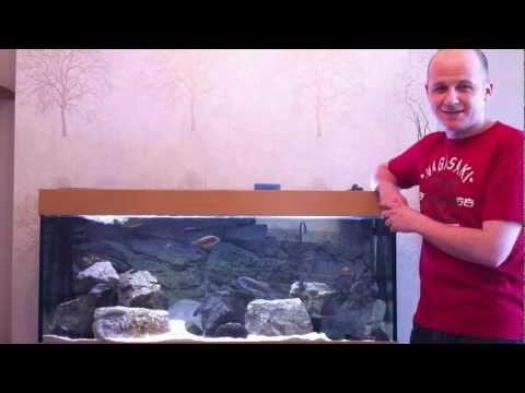 how to vent american cichlids