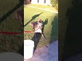 Great Dane Sneeze Fest