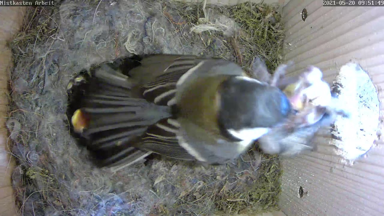 Ein totes Küken wird aus dem Nest getragen | Tag 13 | 20.05.2021