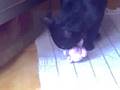 nerone  the cat again :)