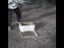 Crotch Swarm