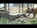 YAY! Funny Animal Videos! YAY! Funny Animal Videos!