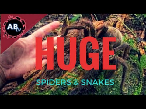 YouTube reptile video
