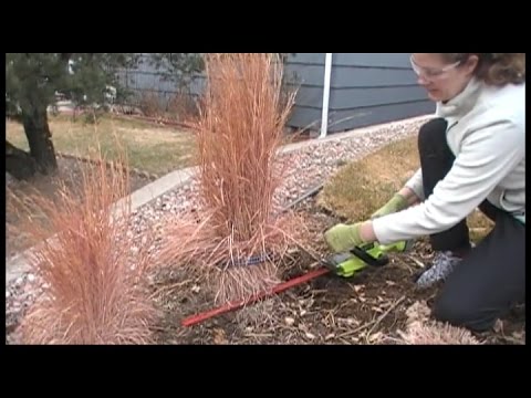 how to trim grass bushes
