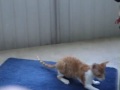 Playing with the carpet