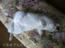 ラッキーにゃにゃにゃ♪