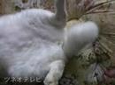 ラッキーにゃにゃにゃ♪