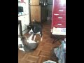 犬vs猫 仁義なき闘い