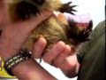 Baby groundhog part 2