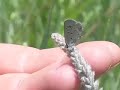 Lepidoptera