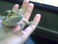 Tame Bearded Dragon 1